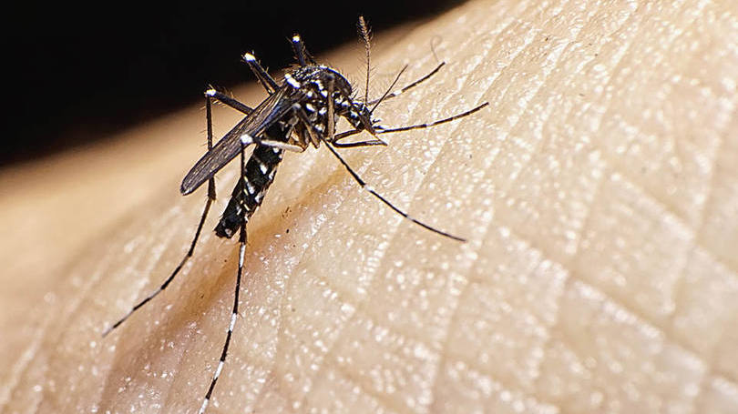 Zika vírus: os mosquitos carregam uma bactéria chamada Wolbachia, que os cientistas introduziram em gerações anteriores