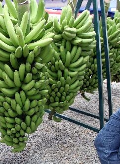 Banana do Bengo: Mais 200 toneladas a caminho de Portugal