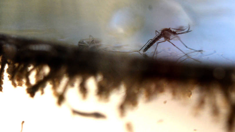 Alerta: para a diretor-geral da OMS, a malária, assim como a dengue, pode ser uma das doenças potencializadas pelas mudanças climáticas