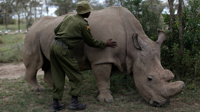 Quênia

Um agente florestal acaricia um rinoceronte branco no santuário OI pejeta, que fica nos arredores da cidade de Nanyuki. Nos próximos dias, líderes mundiais irão discutir medidas de prevenção à extinção dessa espécie, que hoje conta com apenas 3 animais. 