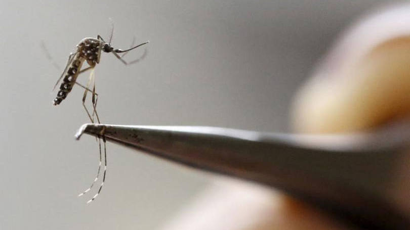 Zika: em Cabo Verde foram detectados, até o dia 8 de maio, 7.557 casos suspeitos de zika e três casos de microcefalia