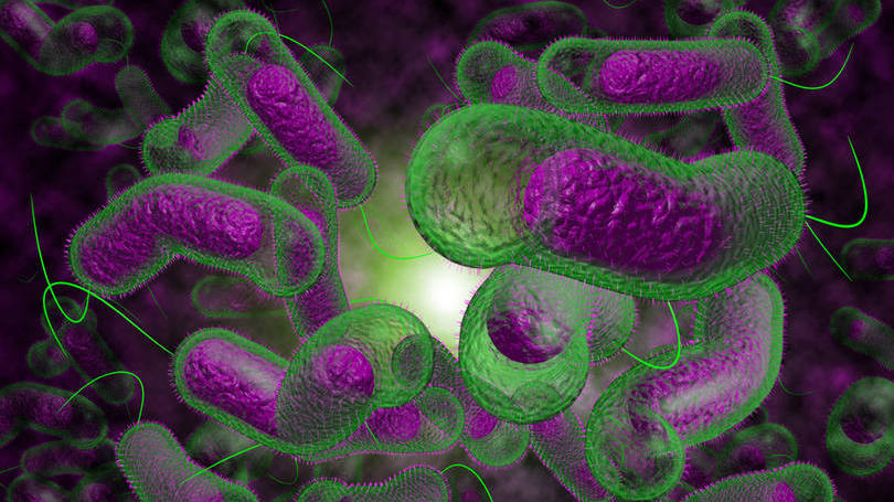Bactéria: cepa da bactéria E. coli é resistente ao antibiótico de último recurso - a colistina