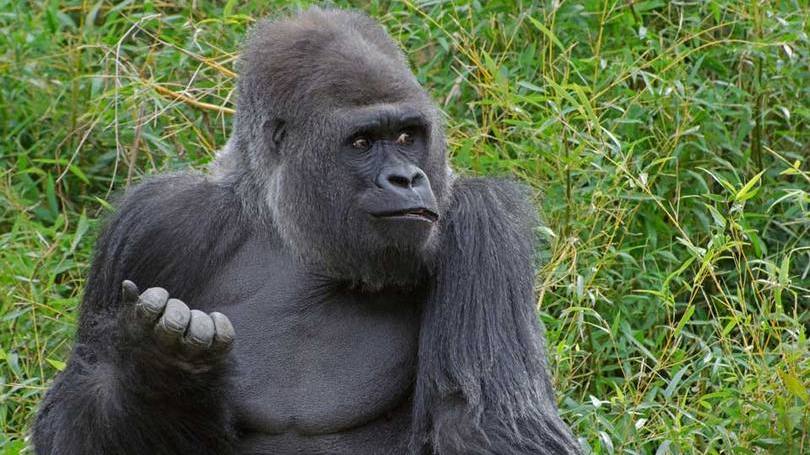Gorila: o animal, um gorila das planícies ocidentais, é de uma espécie ameaçada