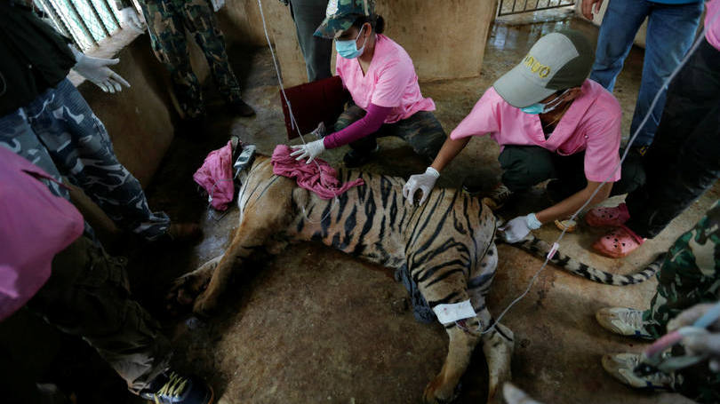 Tailândia

Um tigre sedado é fotografado no Templo dos Tigres, que fica nos arredores de Bangcoc, na Tailândia. Nesta semana, uma investigação das autoridades do país revelou que o local, que é gerenciado por monges budistas, estava maltratando os animais e contribuindo para o seu tráfico. Ao chegarem no local, se depararam com animais machucados, mortos e encontraram 40 filhotes foram encontrados em um congelador.

22 pessoas, incluindo três monges, foram presas.