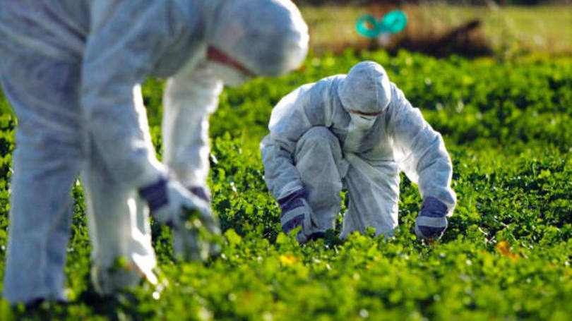 OGM: a lei também autoriza o governo russo a proibir a importação de OGMs, como resultado de um monitoramento de seu impacto nos seres humanos e no meio ambiente