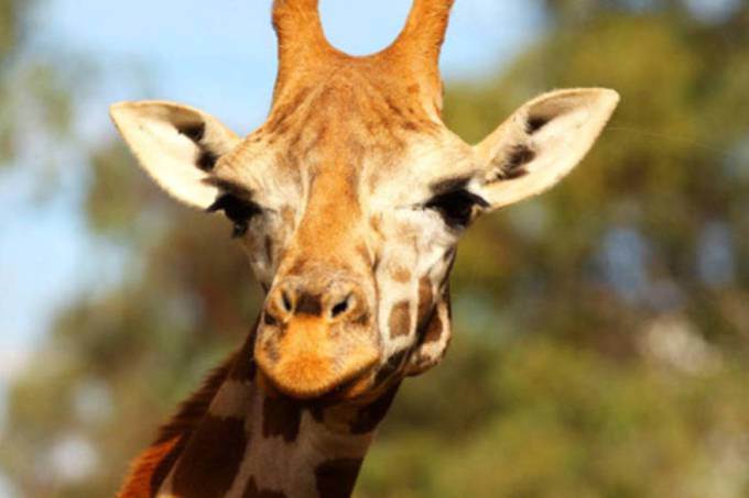 Girafa: as principais ameaças às fofuras pescoçudas são a perda do habitat e caçada ilega