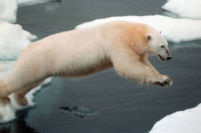Pesquisa sobre ursos polares foi feita a partir de novos dados de satélites que documentaram a perda de gelo marinho no Ártico