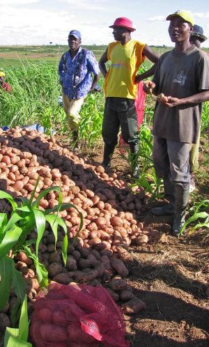 BDA disponibiliza AKz 750 milhões ao sector agrícola Huambo