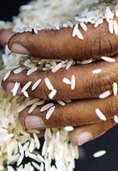 Angola gasta em USD 26 milhões na importação de arroz