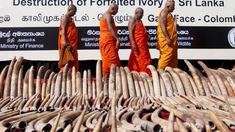 Marfim: o marfim foi triturado antes de ser incinerado em uma fábrica de cimento, após cerimônia budista de bênção para os elefantes sacrificados