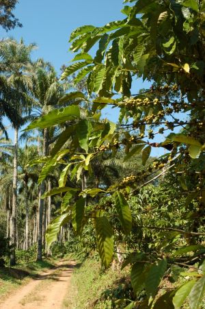 A fazenda centenária que resiste no cultivo do café