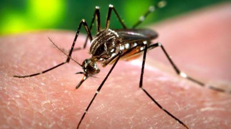 Aedes Aegypti, transmissor do zika: circularam notícias de que o Quênia ameaçou não participar das Olimpíadas por conta do vírus