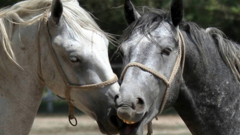 Cavalos: "o principal resultado foi descobrir que olhavam (os rostos raivosos) através do olho esquerdo"