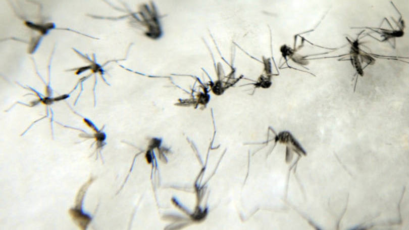 Combate ao zika: os países concordaram em monitorar os casos de zika e distribuir informações sobre a doença em portos, aeroportos e postos de fronteira