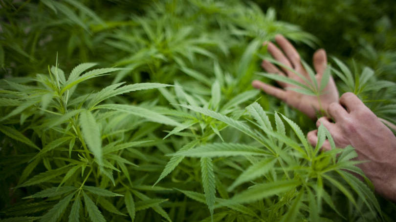 Maconha: pesquisas mostram que a maconha tem efeitos positivos no tratamento da dor crônica