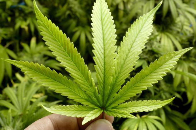 Um comitê dos EUA analisou mais de 10 mil artigos científicos sobre a maconha para chegar a 100 conclusões diferentes sobre o consumo e saúde