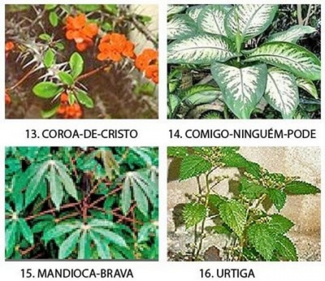 MOÇAMBIQUE: NÃO HÁ ESPÉCIES VEGETAIS EM RISCO DE EXTINÇÃO NO PAÍS