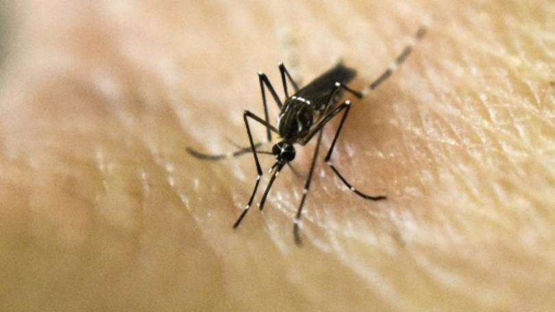 Aedes aegypti, transmissor do zika: homem apresentou febre e uma erupção cerca de quatro dias após chegar no país