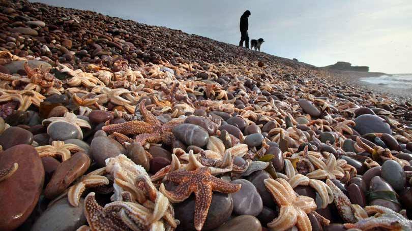 Perdas: milhares de estrelas-do-mar mortas na praia de Budleigh Salterton, em Devon, na Inglaterra.