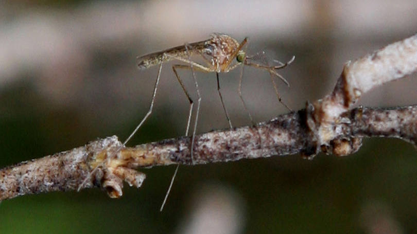 Pernilongo: a pesquisadora descobriu que o vírus da zika sobrevive dentro do organismo do mosquito "Culex"