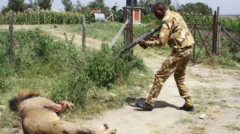 Leões no Quênia: "Mohwak foi abatido, infelizmente, como último recurso para evitar ferimentos e a morte de pessoas