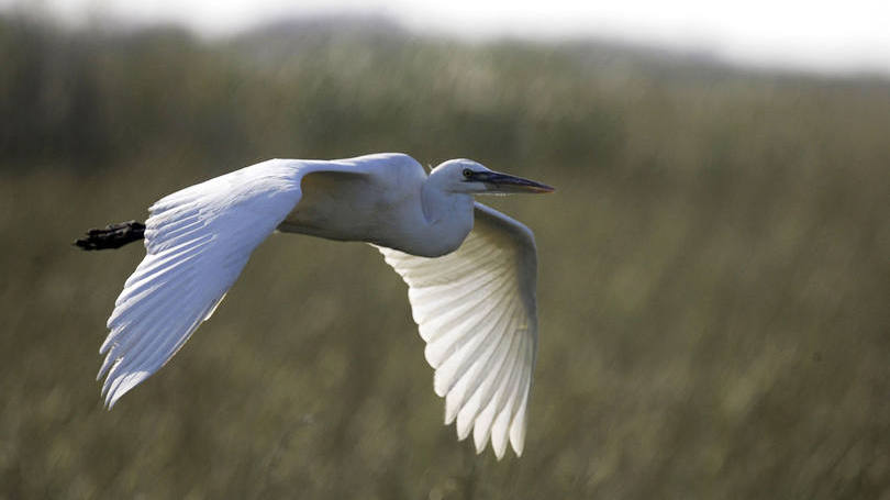 “Estudaremos os mais variados tipos de aves, com diferentes tamanhos, formas e velocidades”, disse.