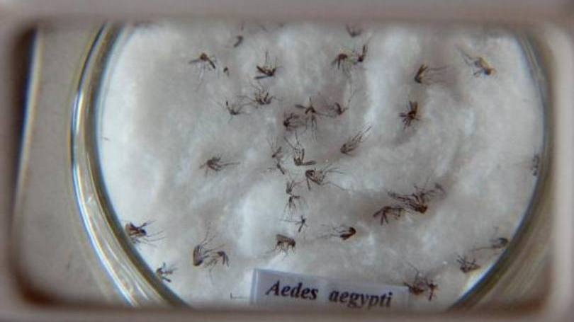 Zika virus: pesquisa identifica regiões da estrutura do zika que são diferentes de outros vírus do mesmo gênero