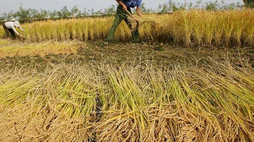 Plantação de arroz na China: alguns economistas disseram que menores preocupações com os declínios dos preços nos portões da fábrica podem indicar afrouxamento monetário menos agressivo