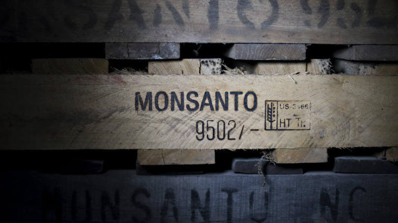 Monsanto: tribunal disse que o decreto de 2014 não demonstrou sérios riscos ao ambiente ou à saúde