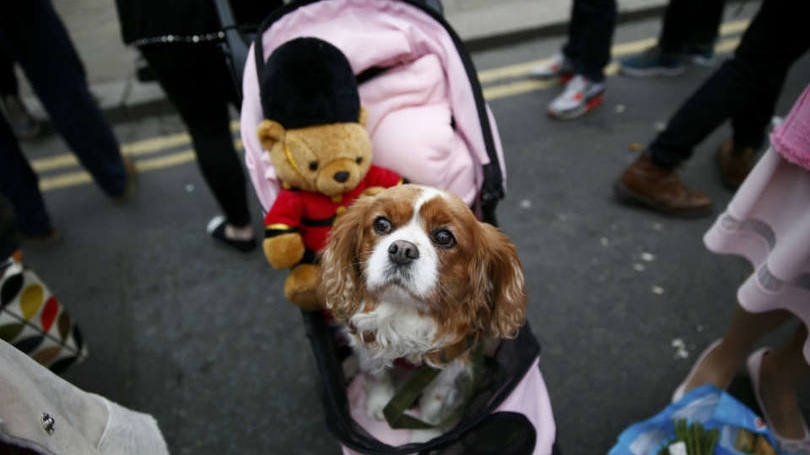 Até este pequeno cachorro se enfeitou para homenagear a Rainha, assim como os demais súditos 