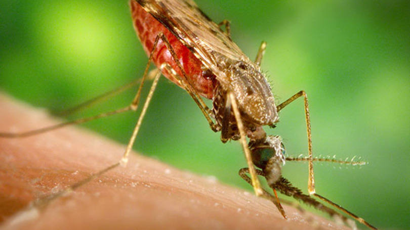 Mosquito Anopheles albimanus: das nove espécies que transmitem a malária, sete estão presentes no território brasileiro