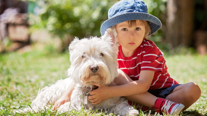 Abraço: segundo psicólogo, cachorros ficam estressados e ansiosos ao serem abraçados