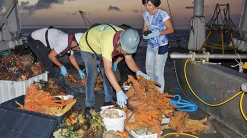 Pesquisadores com amostras colhidas do recife descoberto na desembocadura do Amazonas: