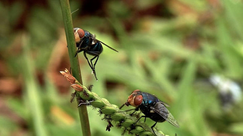 Mosca varejera: para desenvolver a mitogenômica de insetos em larga escala, o grupo elegeu como modelo a radiação Schizophora