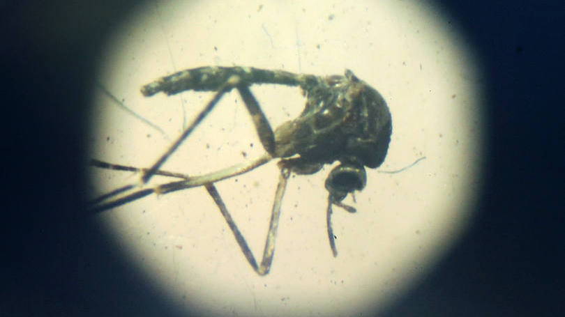 Aedes aegypi: e se fosse possível acabar com os mosquitos do planeta todo?