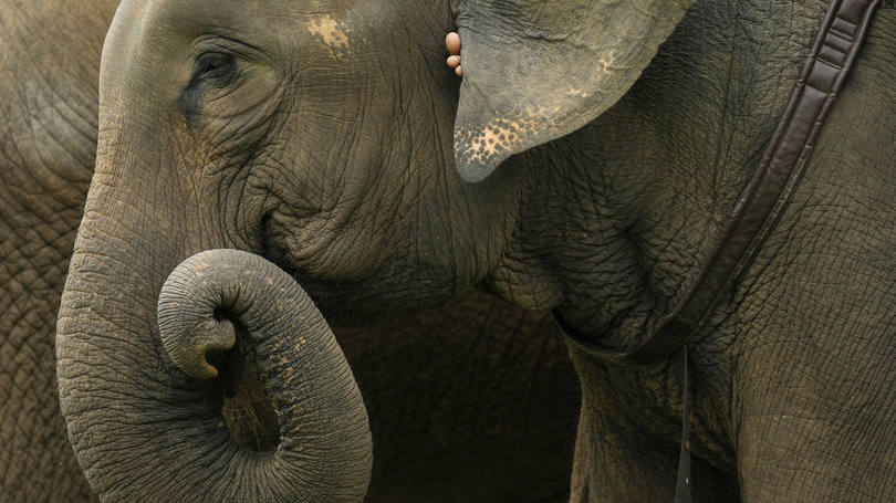 lefantes: de acordo com a ONG Wildlife Trust of India (WTI), em todo o país há 88 corredores para estes mamíferos