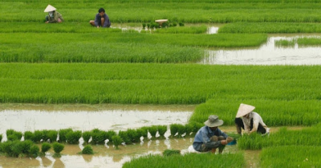 O Governo Moçambicano quer capitalizar a experiência agrária e de agro-processamento da província Chinesa 