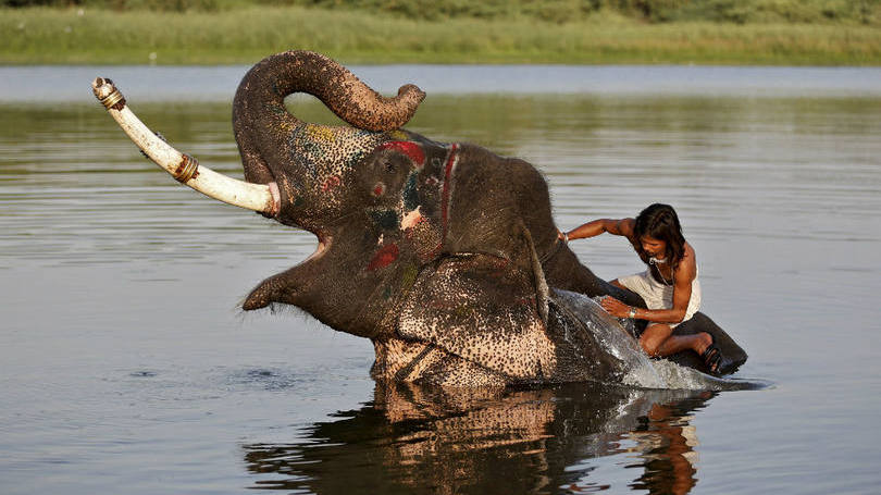 O elefante também toma banho no rio para se refrescar do calor na Índia