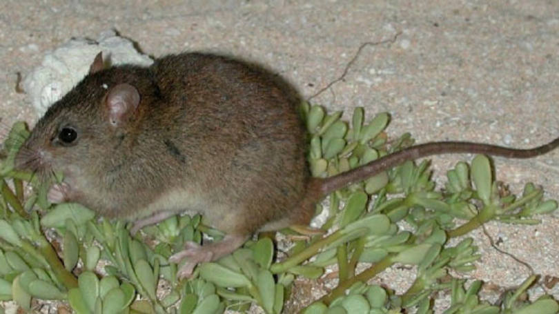 Melomys rubicola: uma expedição descobriu em 1978 uma redução dos roedores, até que, em 2009, a espécie foi vista pela última vez