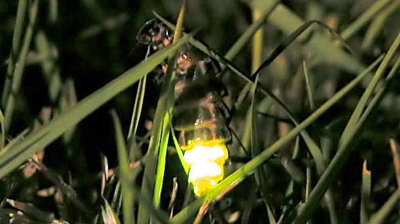 Vagalumes: “Até então só havia relatos de bioluminescência em cavernas na Nova Zelândia e na Austrália"