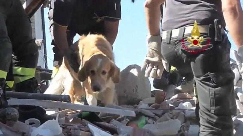 Romeo: cachorro foi resgatado com vida 9 dias após terremoto na Itália