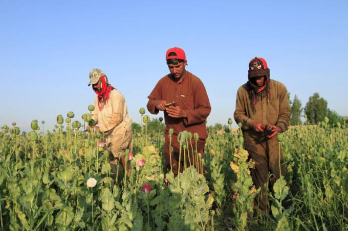 Ópio no Afeganistão: País é o primeiro produtor mundial da droga