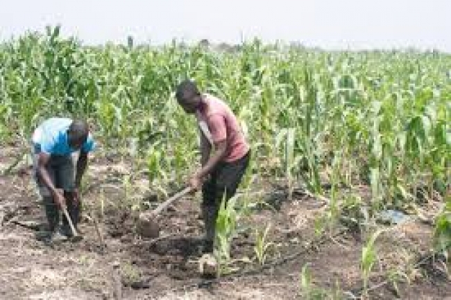 CERCA DE DOIS MIL DUATS ESTÃO A SER EMITIDOS EM COMUNIDADES DE 19 DISTRITOS DE INHAMBANE, GAZA E MAPUTO