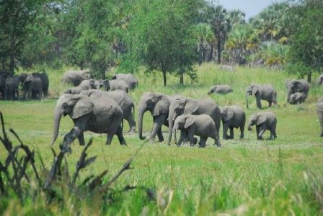 Um ano sem caça furtiva do elefante na Reserva Nacional do Niassa