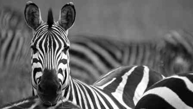 Moçambique recebe 91 zebras do Kruger para restauração da vida selvagem