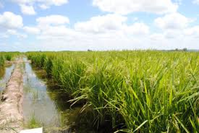 Búzi prevê colher cerca de 100 mil toneladas de arroz na presente campanha agrícola