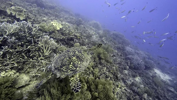 ONG europeias pedem mais debate sobre mineração no fundo do mar