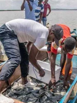 Crise nas pescas leva ao despedimento massivo de trabalhadores