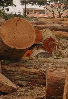 Restrição do negócio da madeira ao Fundo Soberano de Angola gera desconforto