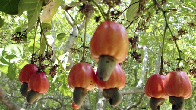 ASSOCIAÇÃO DE INTERMEDIÁRIOS DA GUINÉ DÁ NOTA NEGATIVA A CAMPANHA DE CAJU